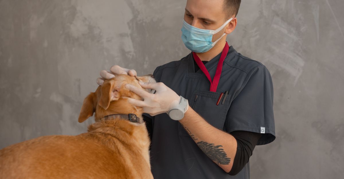 SEO for Veterinarians in Ottawa
