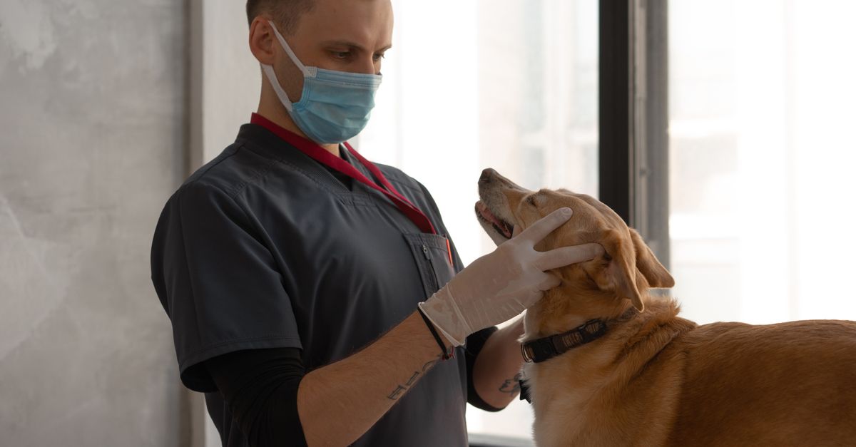 Cat being cared for during a routine veterinary checkup