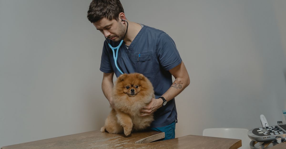 Happy dog with its owner at a welcoming veterinary clinic reception
